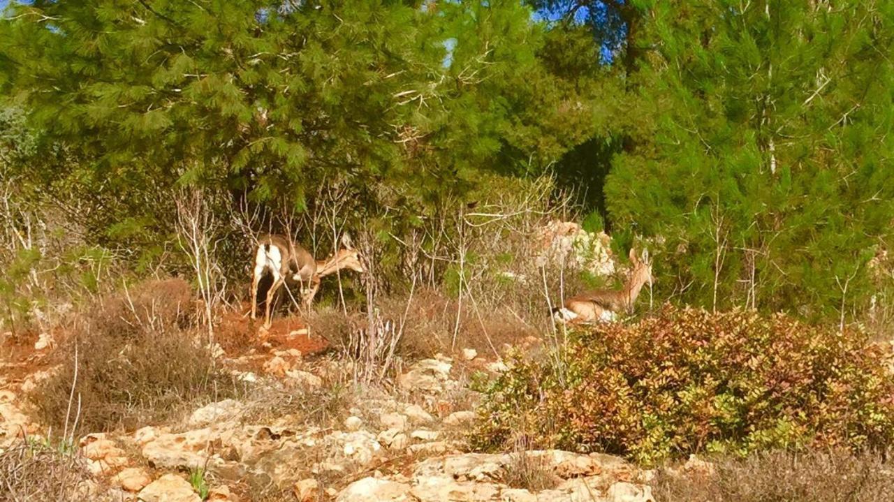 Tur Sinai Organic Farm Resort Jerozolima Pokój zdjęcie